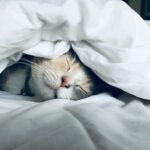 membersihkan kasur spring bed