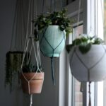 tanaman hias gantung indoor