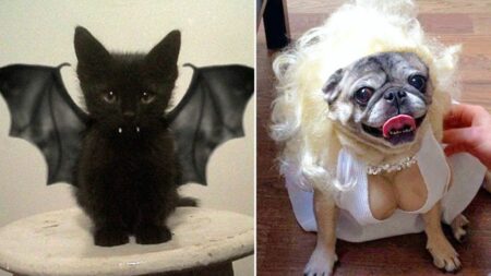 Kostum Halloween hewan peliharaan