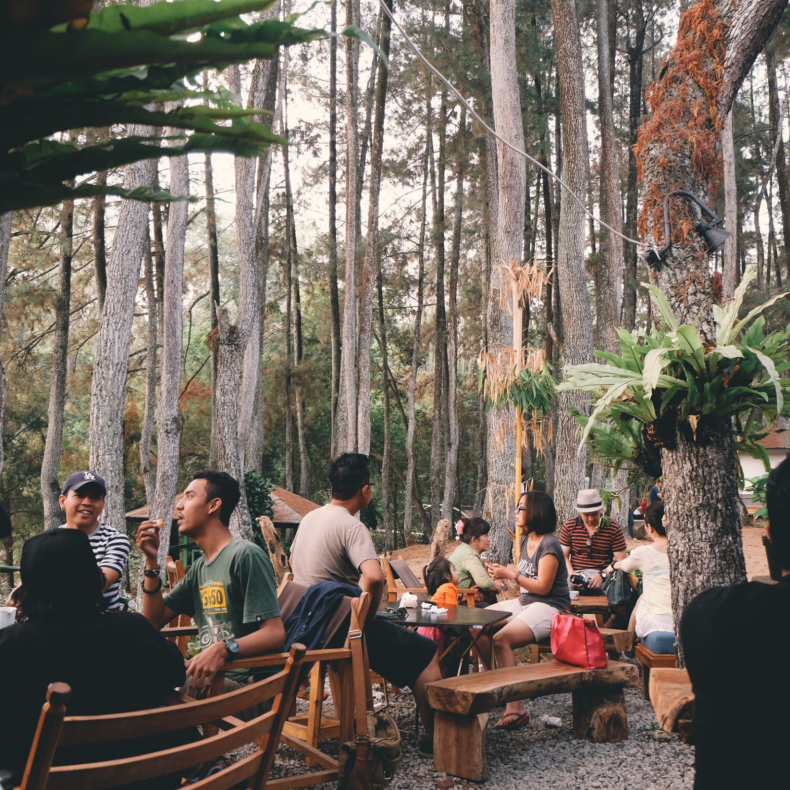 suasana hutan pinus di Armor Kopi