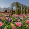 Keukenhof, salah satu taman yang memberikan tur taman virtual