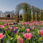Keukenhof, salah satu taman yang memberikan tur taman virtual