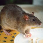 cara mengusir tikus