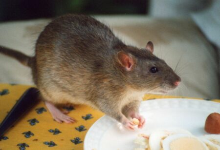 cara mengusir tikus