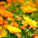 calendula - tanaman cepat tumbuh