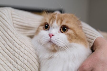 penyakit kucing yang bisa menular ke manusia