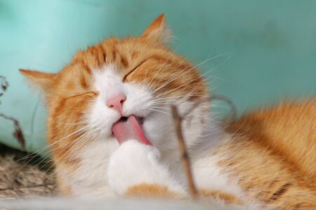 penyakit mematikan kucing