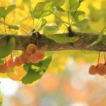 ginkgo biloba