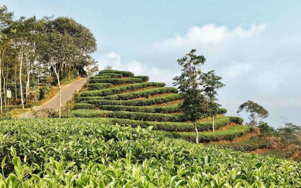 kebun teh nglinggo jogja