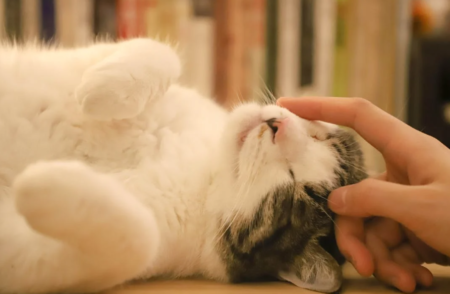 cara melatih kucing agar nurut