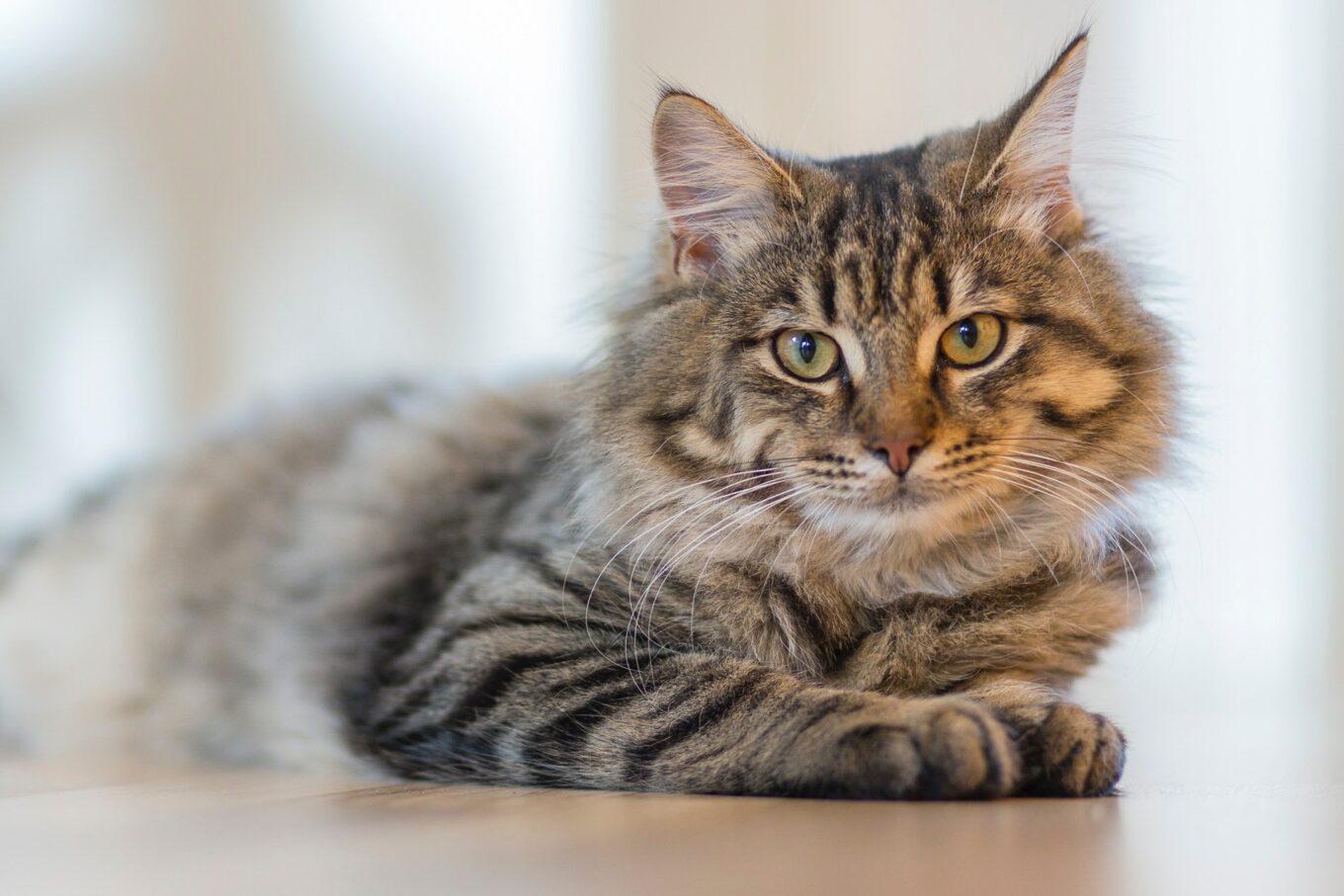 cara mengenali kucing tabi