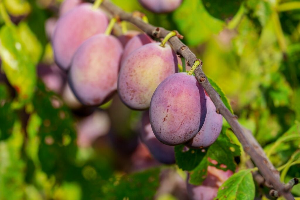 kandungan gizi buah plum