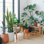 tanaman hias rumah minimalis