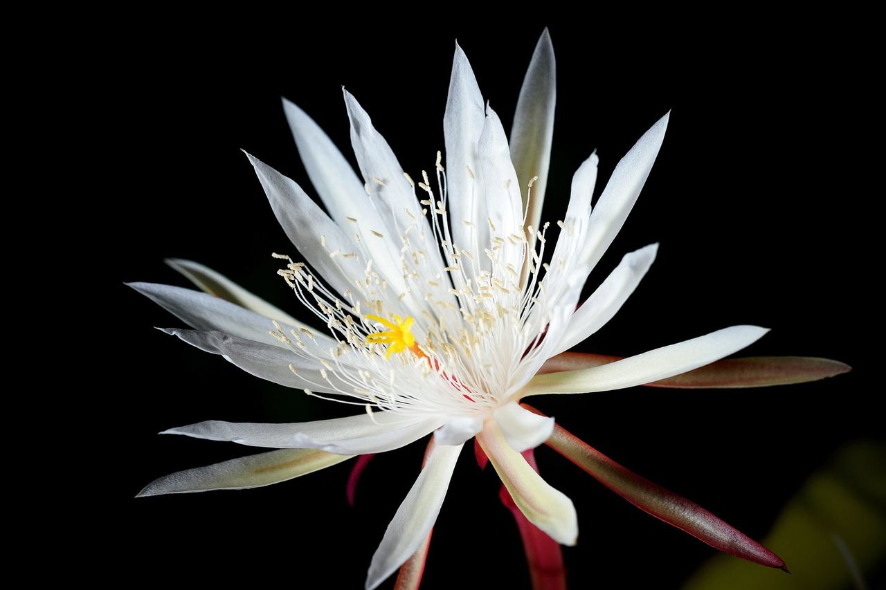 mitos bunga wijaya kusuma