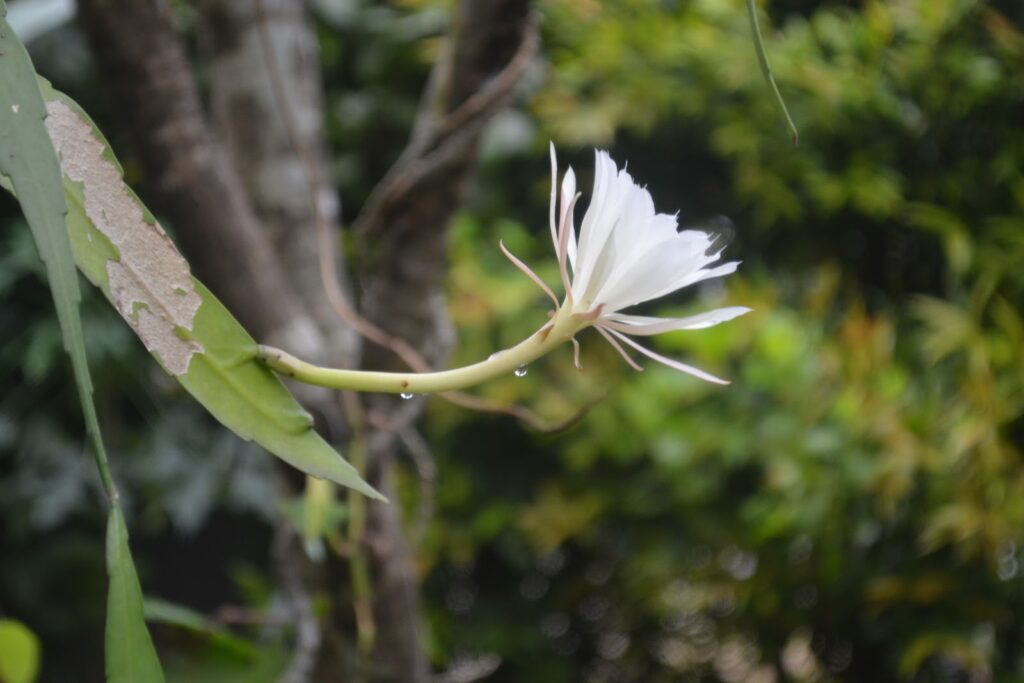 mitos bunga wijaya kusuma