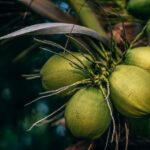 Kelapa Muda VS Kelapa Hijau