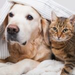 tanda kucing dan anjing sakit