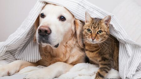 tanda kucing dan anjing sakit