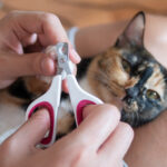 cara potong kuku kucing