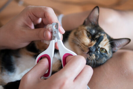 cara potong kuku kucing