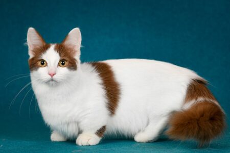 kucing kaki pendek
