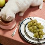 makanan kucing terbaik 2022