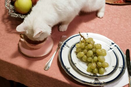 makanan kucing terbaik 2022