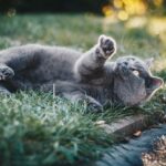 penyebab kucing muntah