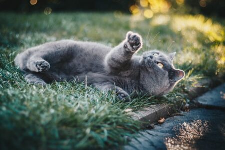 penyebab kucing muntah