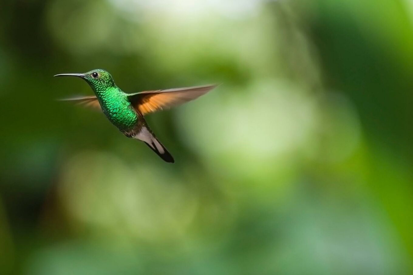 spesies burung terkecil di dunia