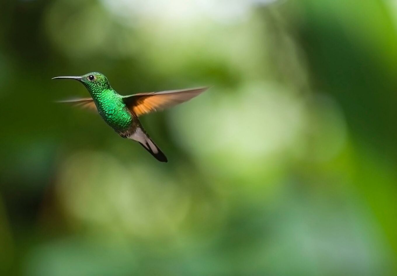 spesies burung terkecil di dunia