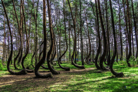 pohon unik di dunia
