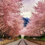 traveling ke korea