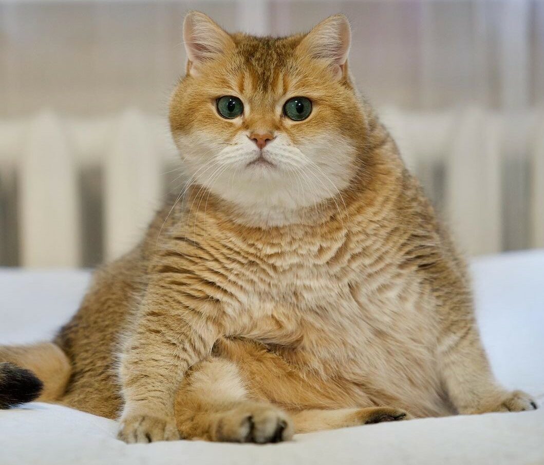 akun instagram kucing lucu gemas
