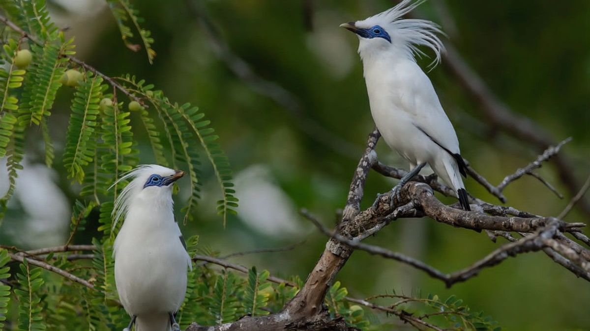 burung langka indonesia