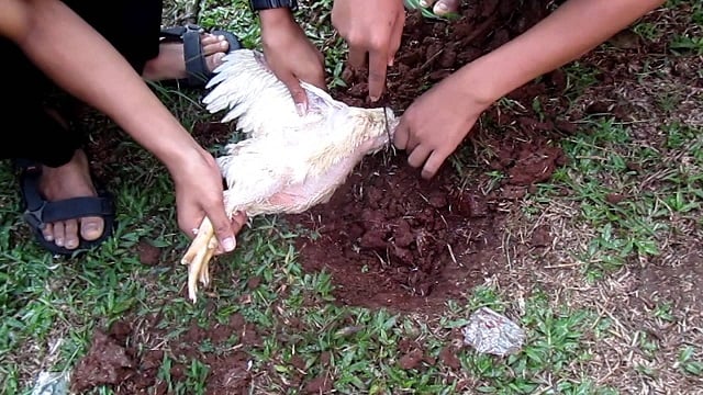 doa menyembelih ayam