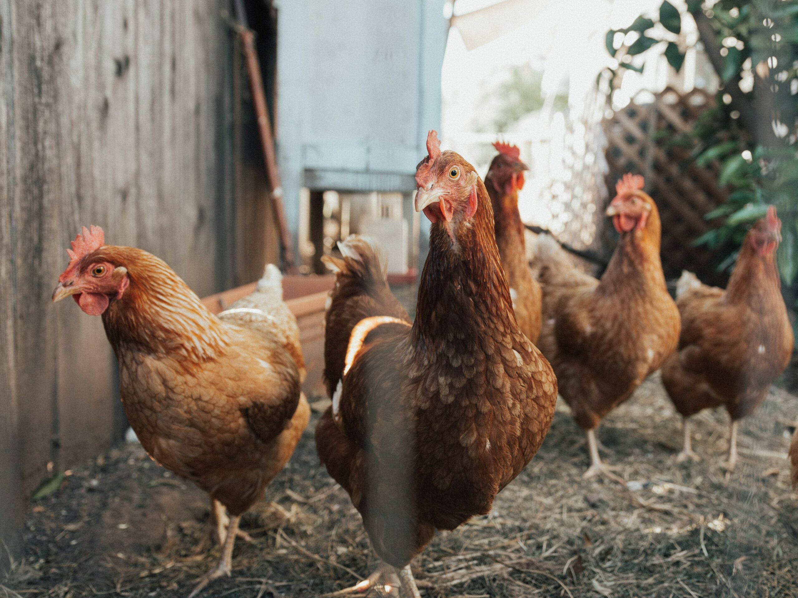 doa menyembelih ayam