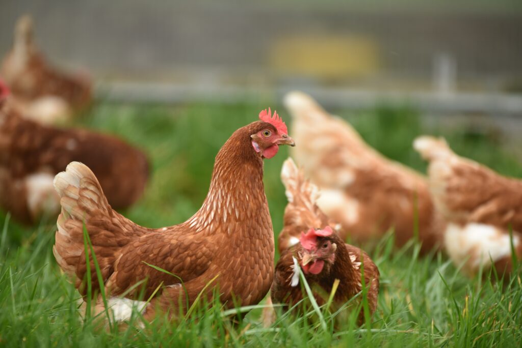 doa menyembelih ayam